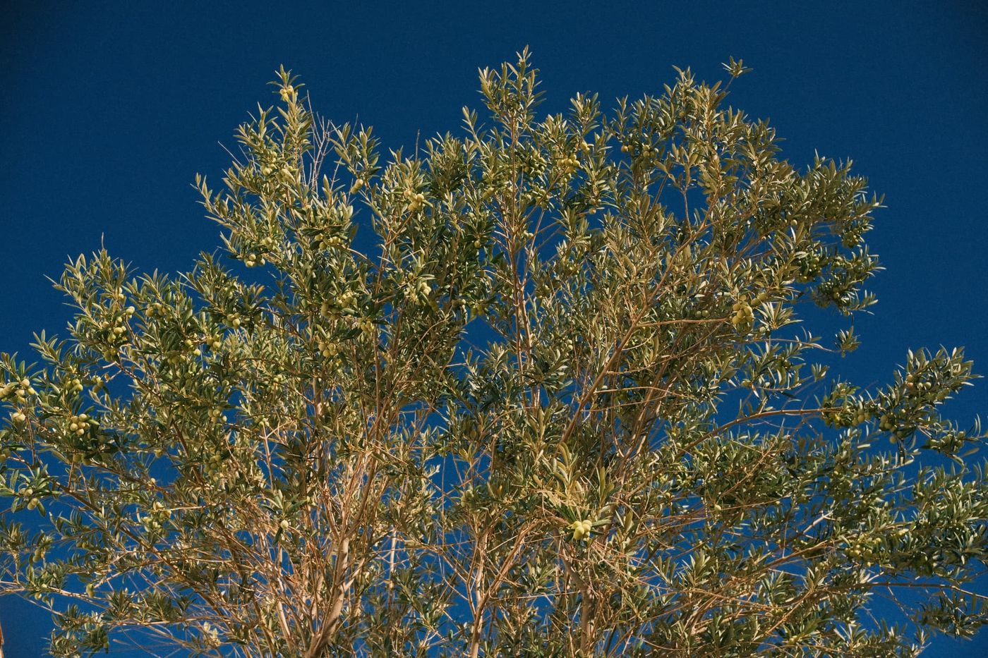 Olivier chargé d'olives sous le ciel bleu de Corse